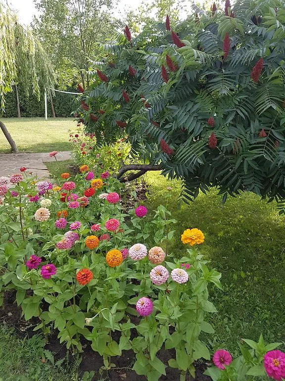 Hotel Liani Słoneczny Brzeg 3*,  Bułgaria